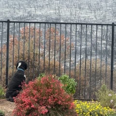 The Woodlands community in Simi Valley was significantly tested by the recent Sandy Fire — a real world demonstration of defensible space in action.